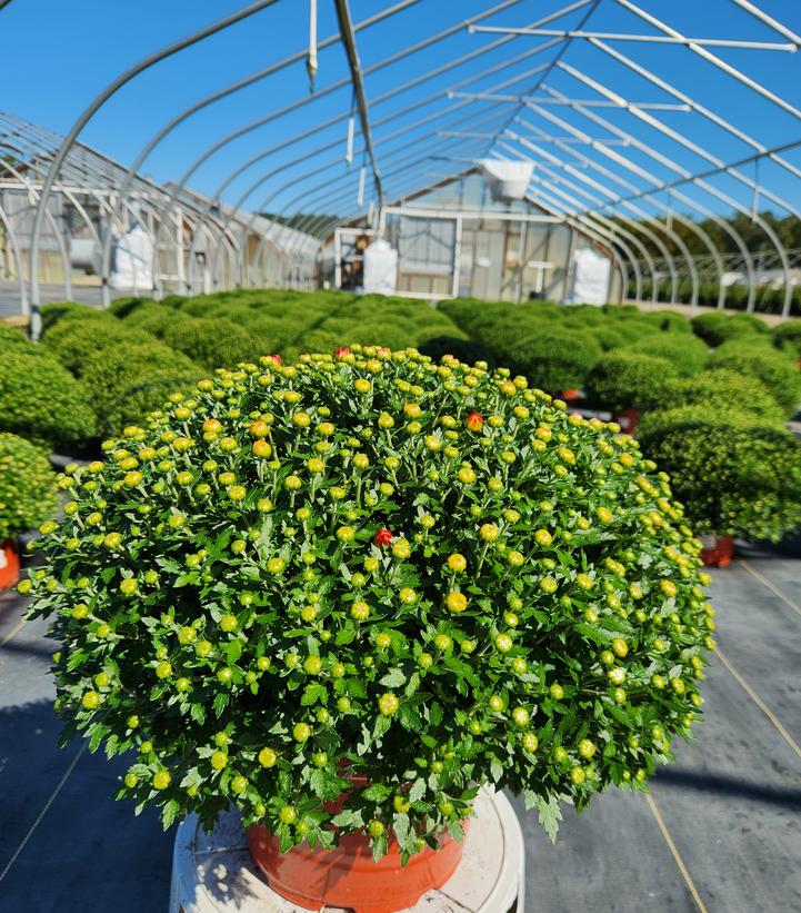 Chrysanthemum Yellow