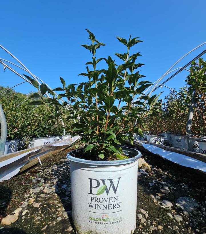 Syringa x Baby Kim®