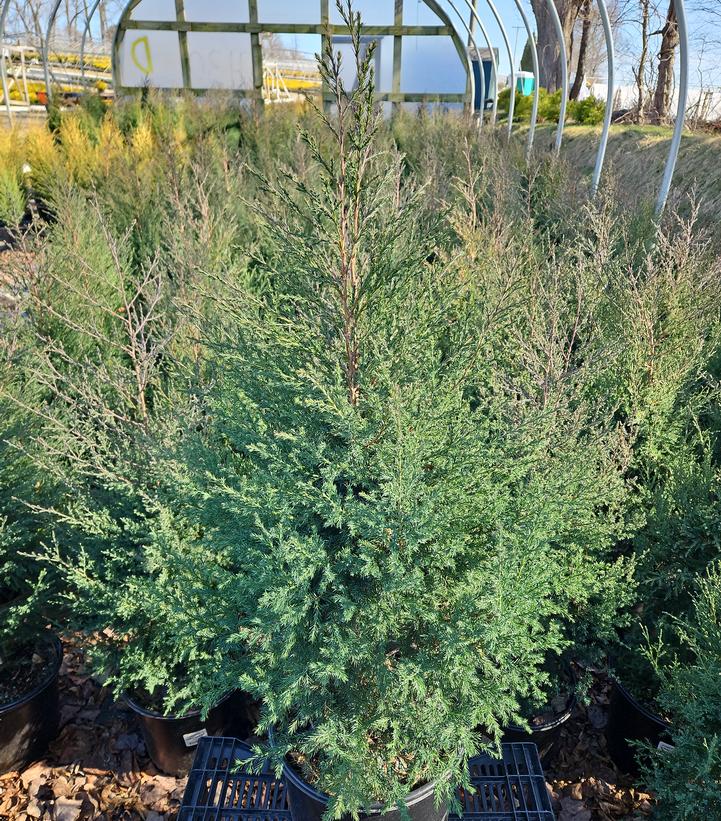 Juniperus virginiana 