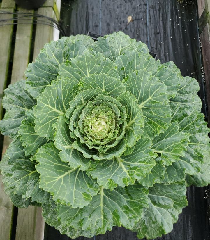 Kale Ornamental White