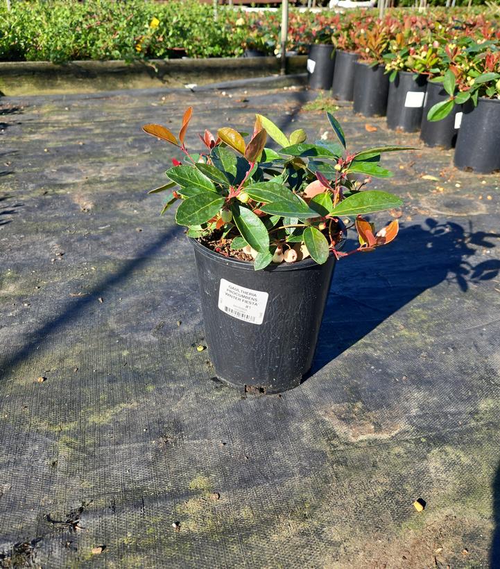 Gaultheria procumbens 'Winter Fiesta'