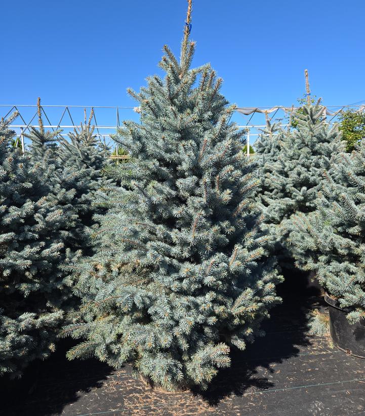 Picea pungens Baby Blue