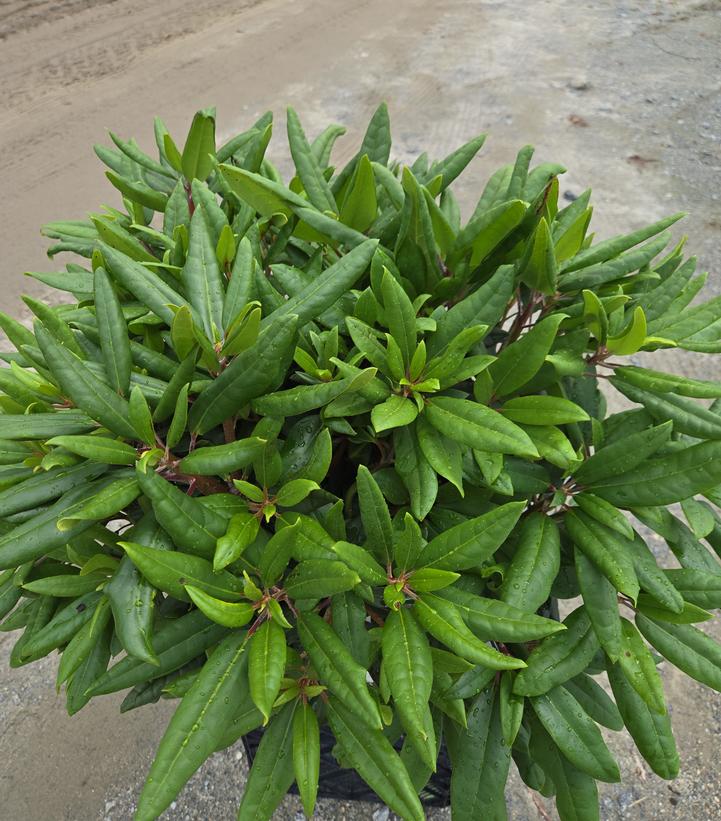 Rhododendron x Dandy Man Color Wheel®