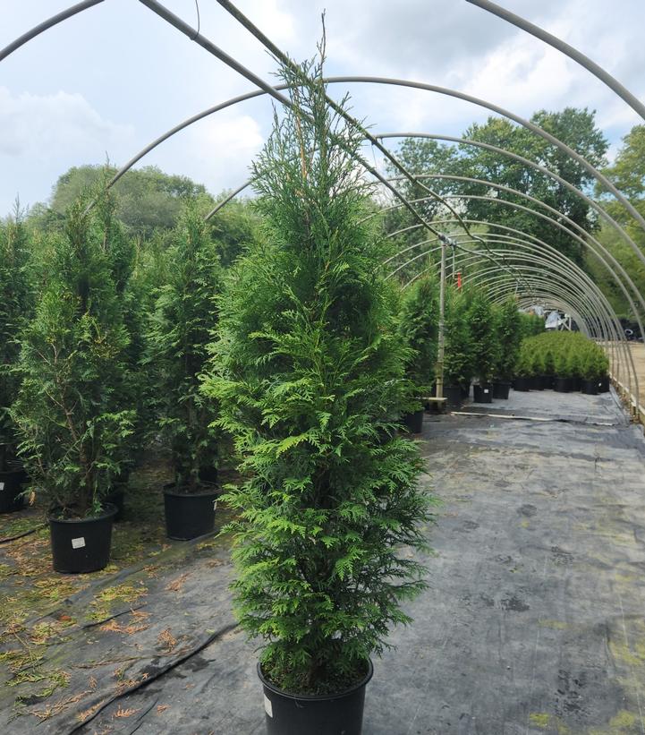 Thuja occidentalis Full Speed A Hedge®