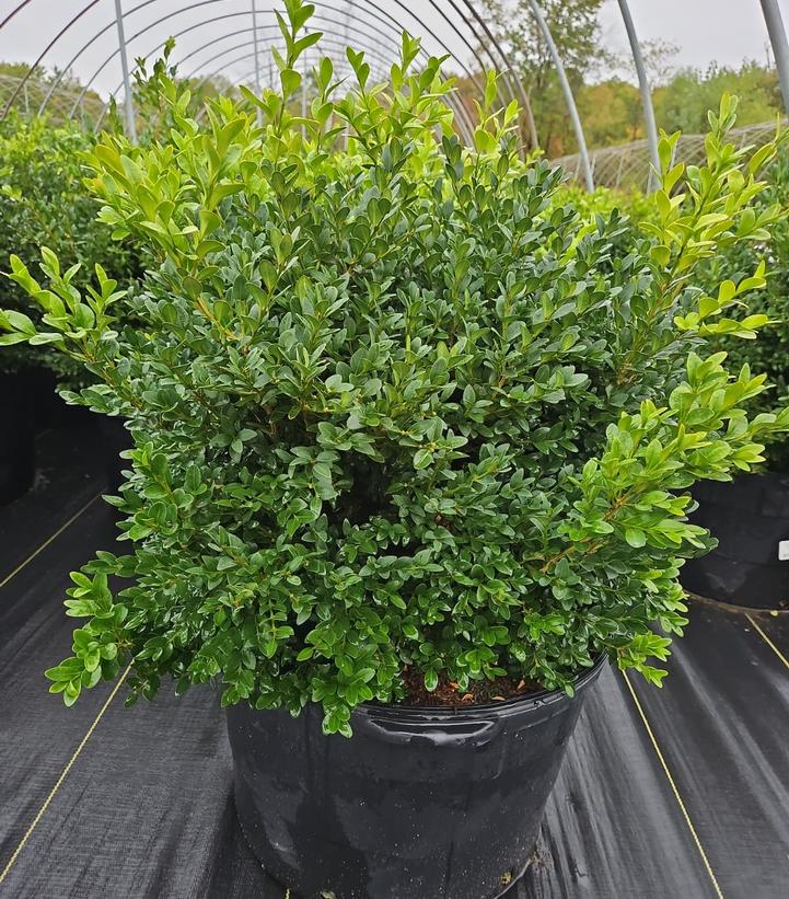 Buxus microphylla var. japonica Green Velvet