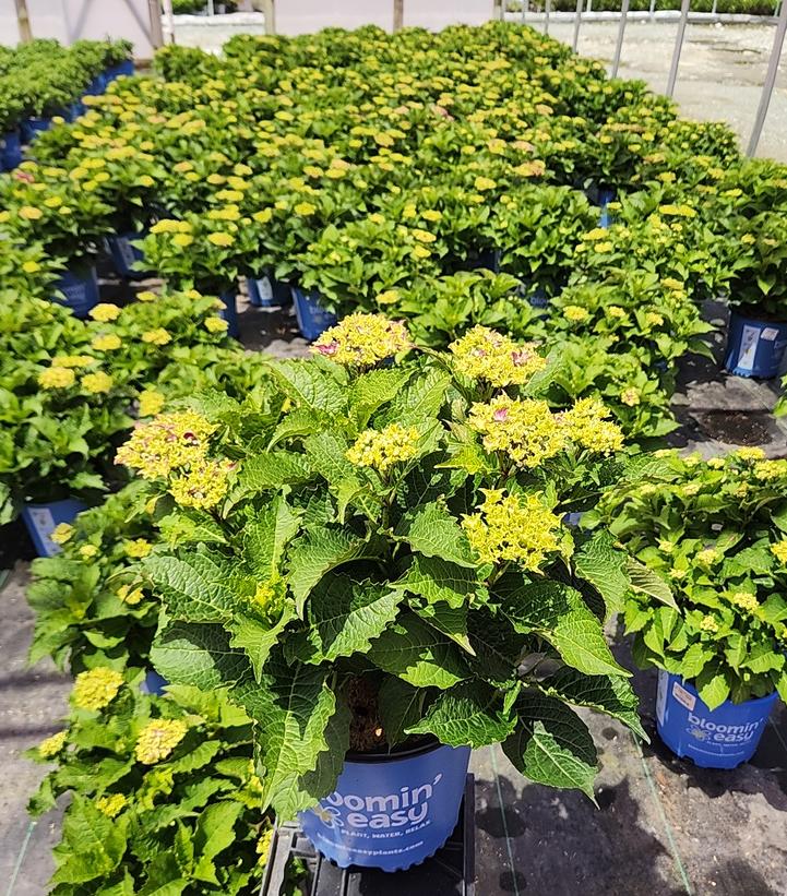 Hydrangea macrophylla Frill Ride®