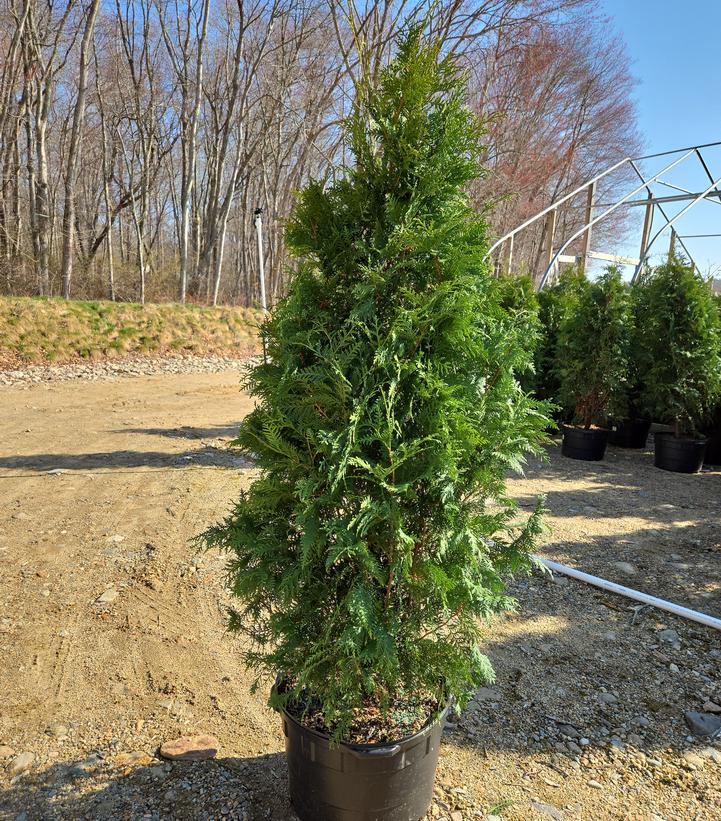 Thuja occidentalis 'Nigra'