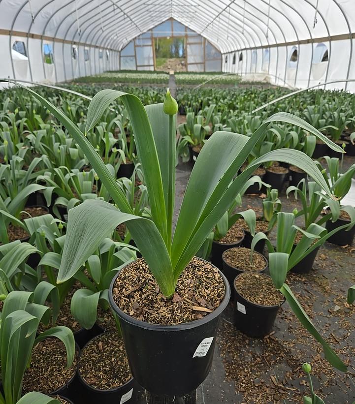 Allium stipitatum 'Mount Everest'
