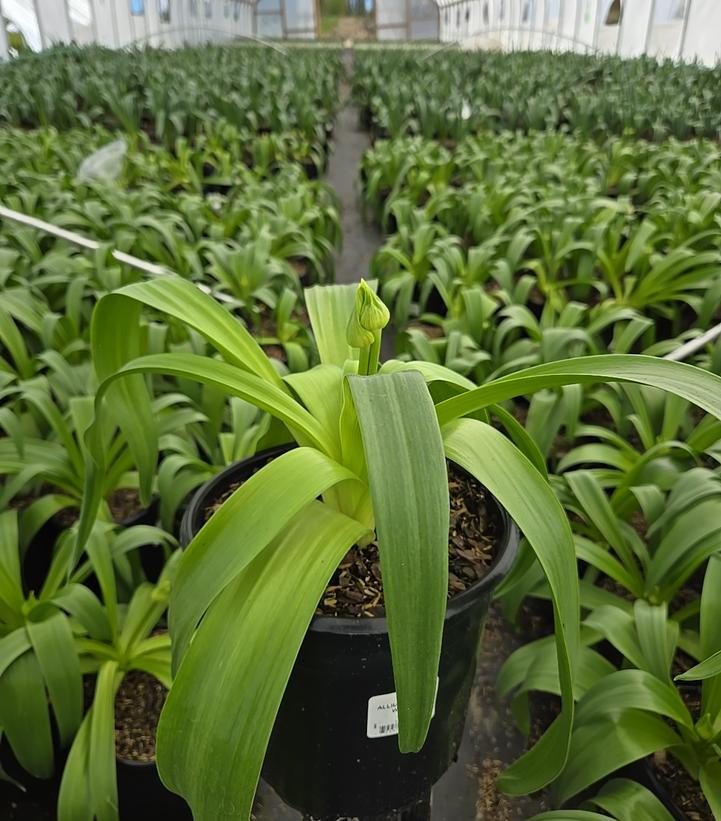 Allium x 'Pinball Wizard'