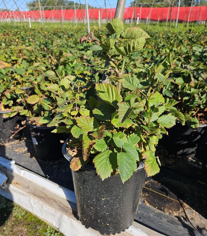 Rubus 'Triple Crown'