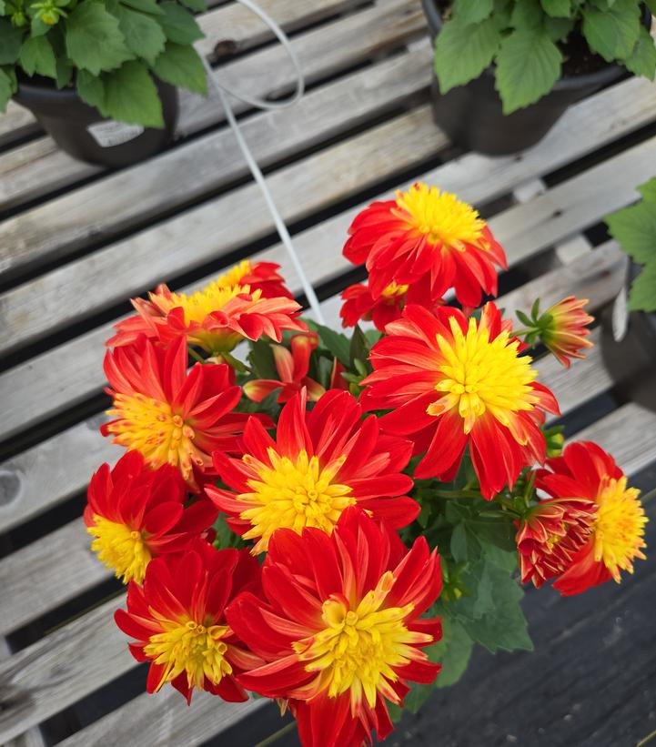 Dahlia Dalaya® Fireball