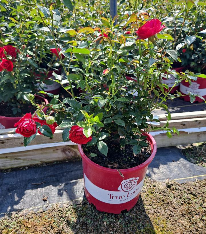 Rosa True Love™