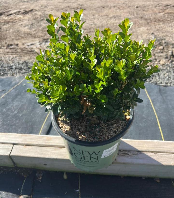 Buxus NewGen Freedom®