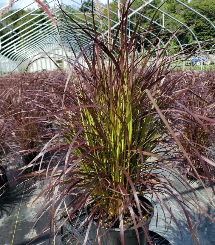 Pennisetum setaceum Rubrum