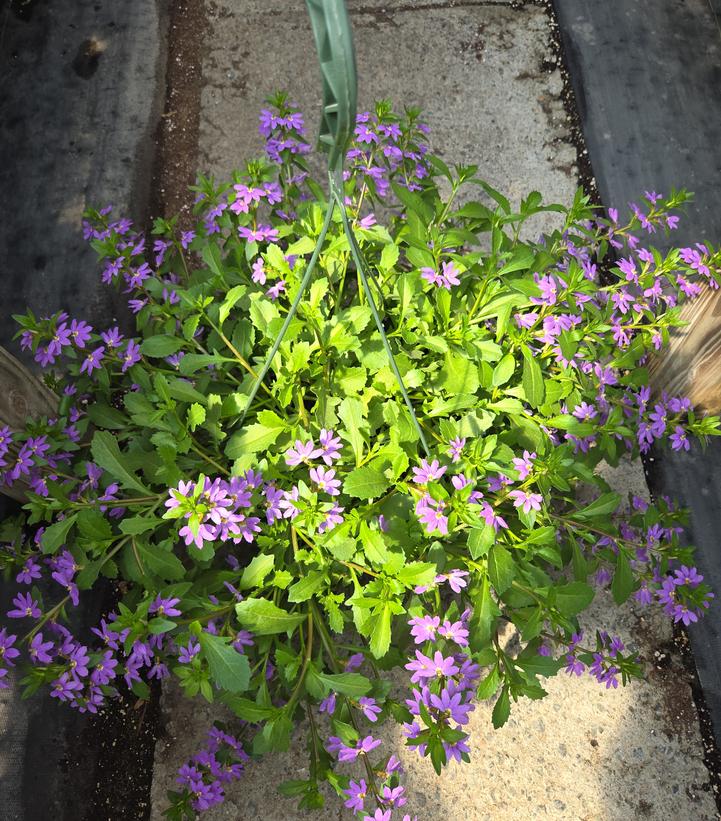 Scaevola Scampi Blue