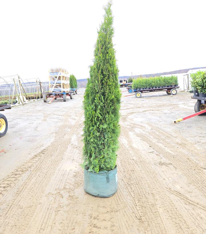 Thuja occidentalis 'Smaragd'