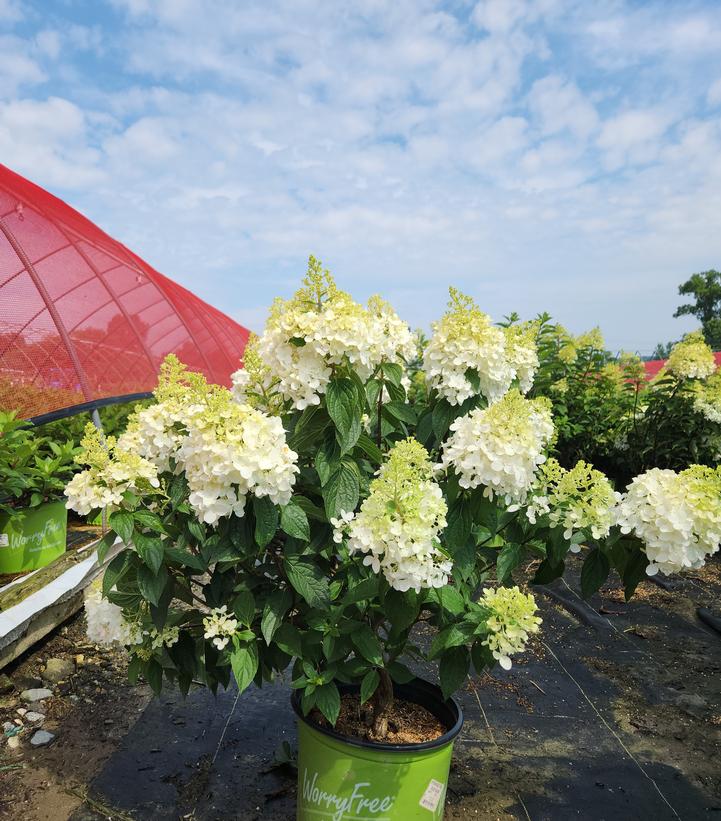 Hydrangea paniculata Magical® Ruby Snow
