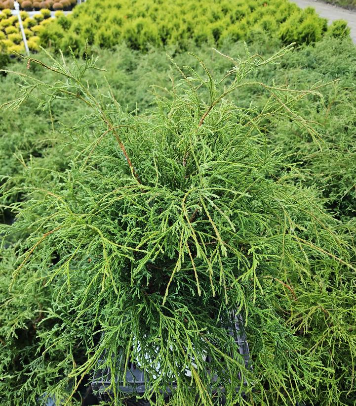Chamaecyparis lawsoniana Haywire®
