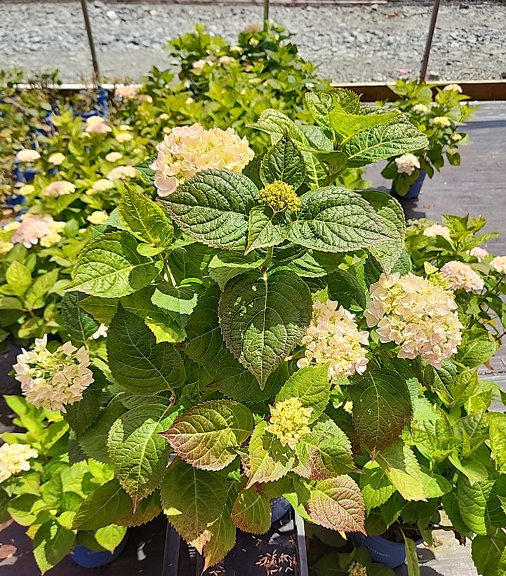 Hydrangea macrophylla Endless Summer® Collection Endless Summer® Blushing Bride®