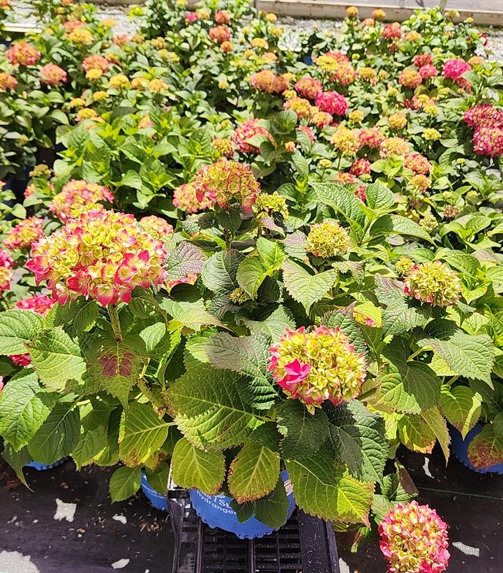 Hydrangea macrophylla Endless Summer® Summer Crush®