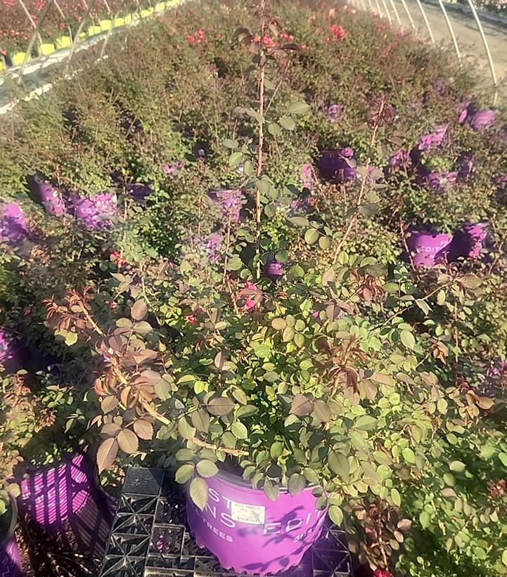 Rosa Ramblin' Red