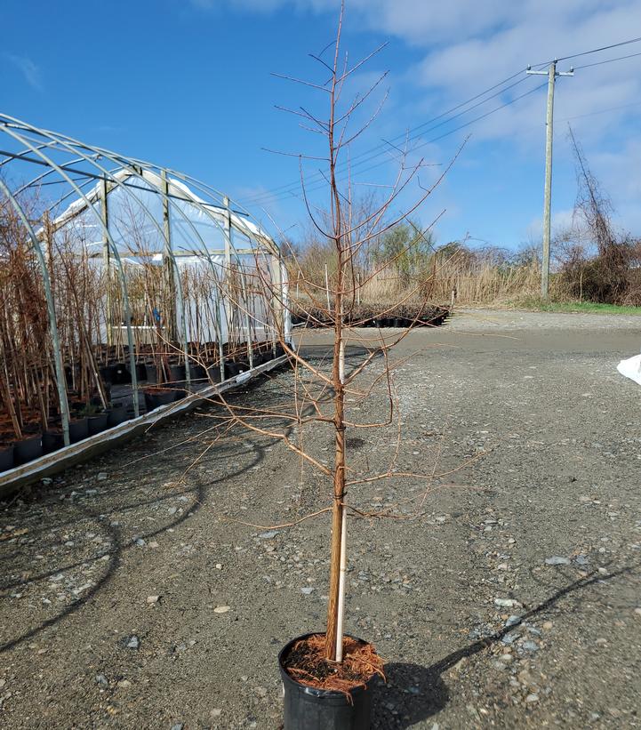 Taxodium distichum Shawnee Brave™
