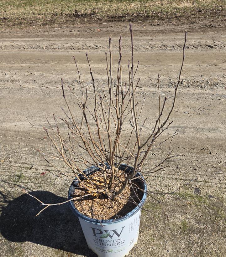 Ilex verticillata Mr. Poppins®