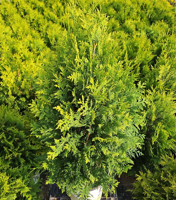 Thuja occidentalis Cheer Drops™