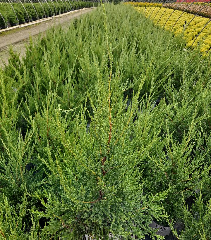 Juniperus chinensis Gin Fizz®