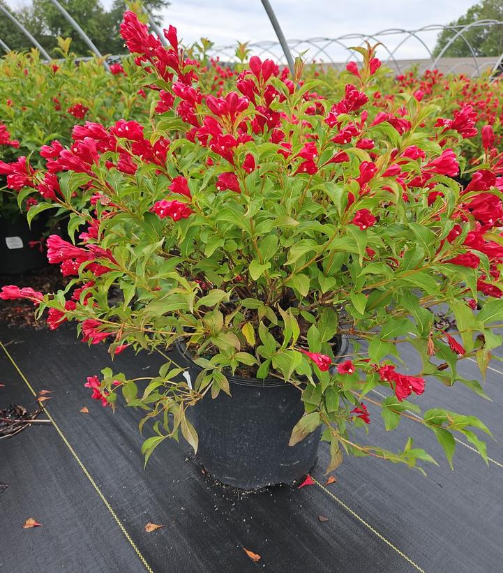 Weigela florida Magical® Robin