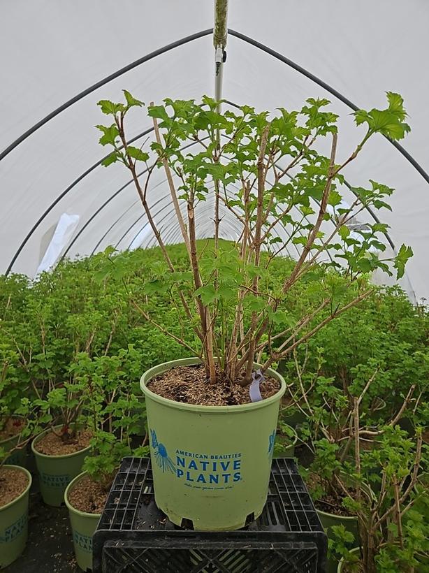 Viburnum trilobum 'Wentworth'