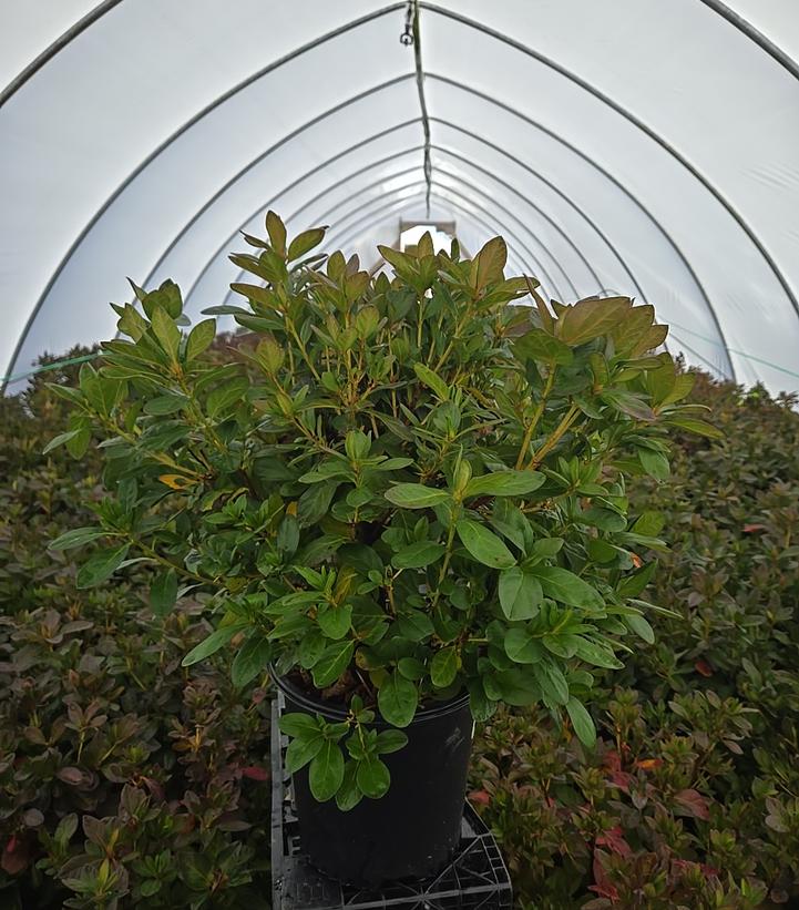 Azalea x 'Martha Hitchock'