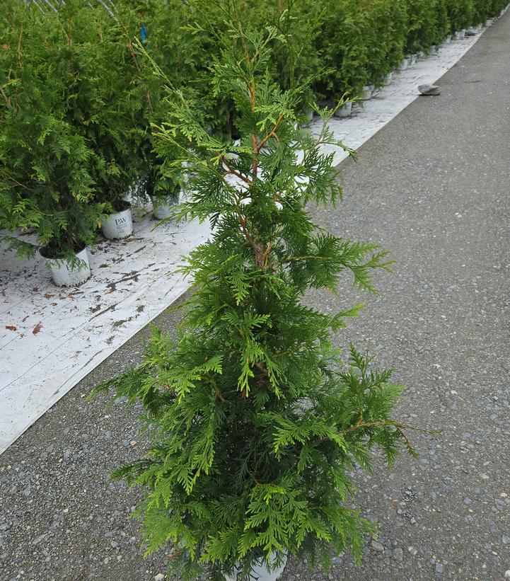Thuja plicata Spring Grove®