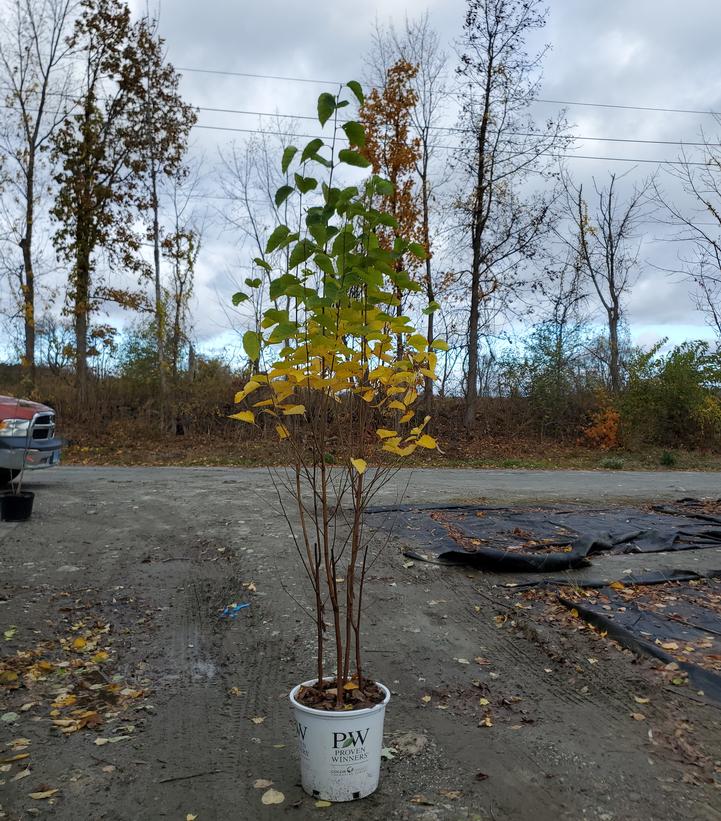 Amelanchier canadensis Spring Glory®