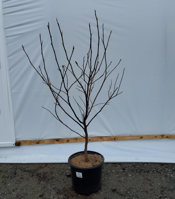 Magnolia liliflora 'Betty'