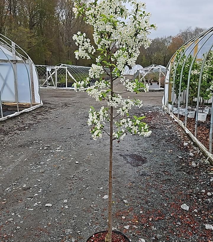 Malus x Red Jewel™