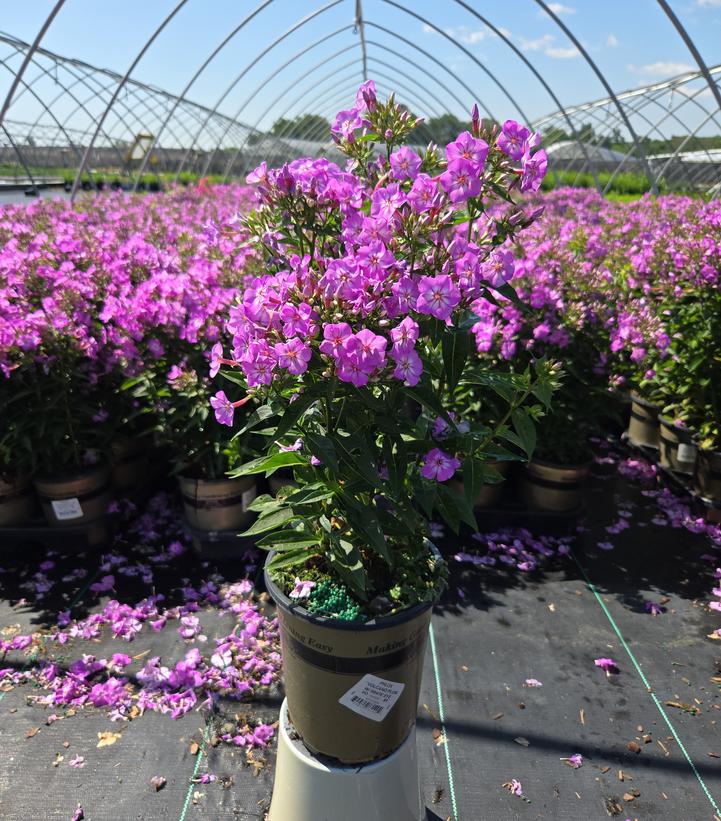Phlox Volcano® Plum with White Eye