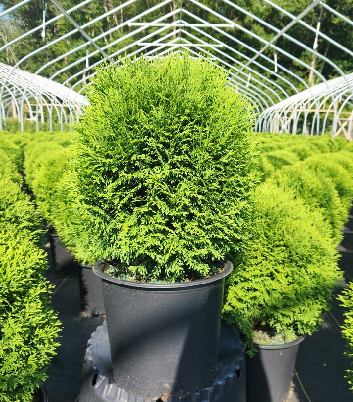 Thuja occidentalis 'Little Giant'