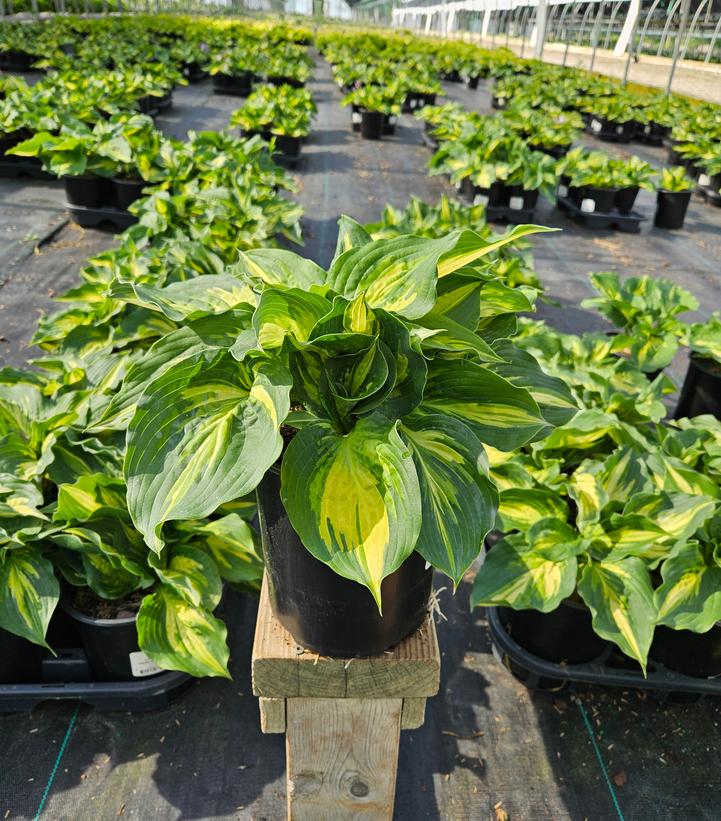 Hosta 'Lakeside Paisley Print'