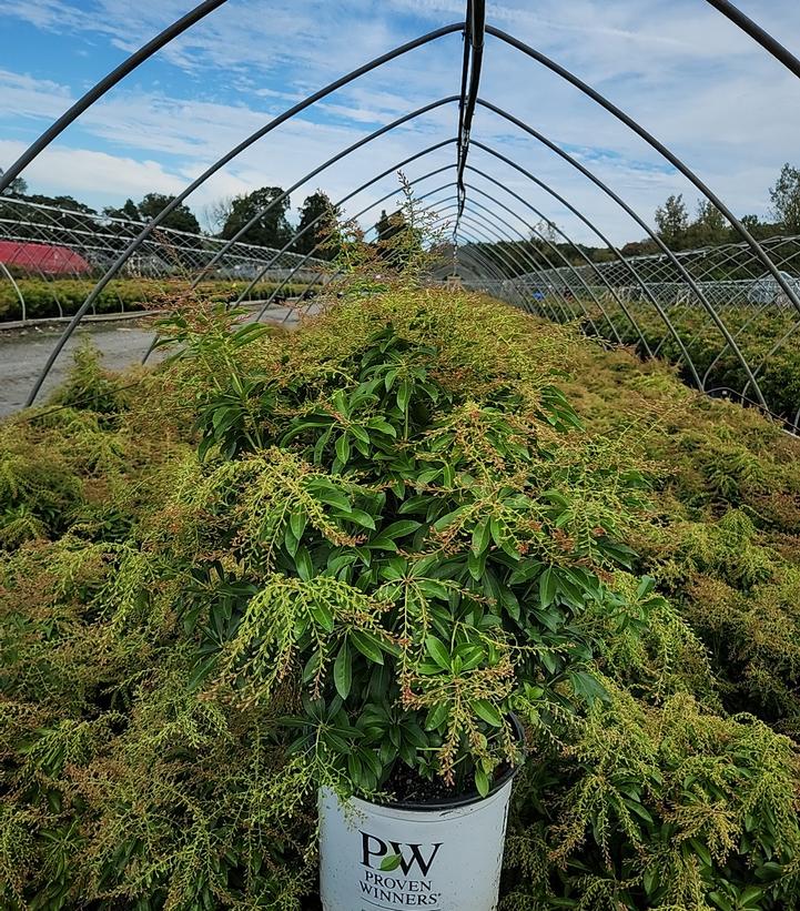 Pieris japonica Interstella®