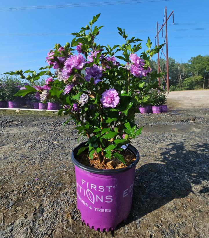 Hibiscus syriacus French Cabaret™ Purple