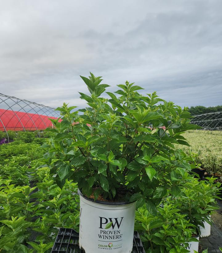 Hydrangea paniculata Puffer Fish®