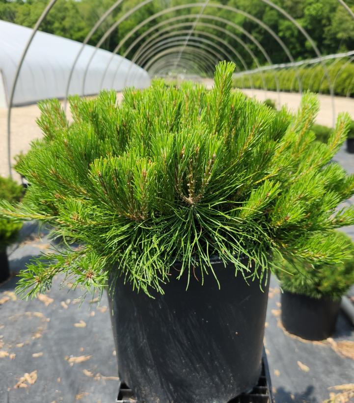 Pinus mugo 'Enci'