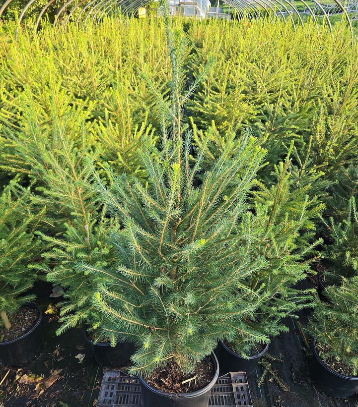 Picea abies