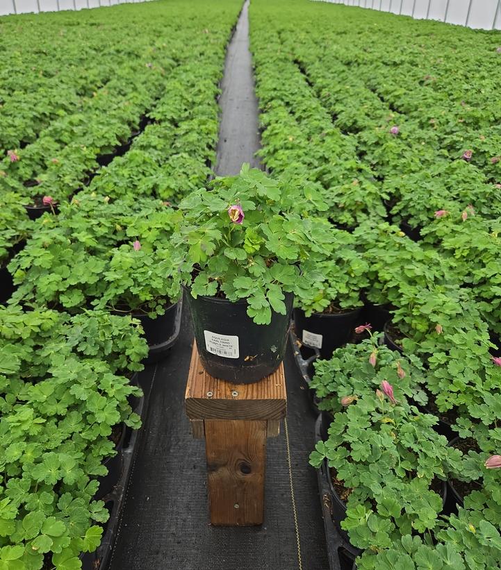 Aquilegia x Earlybird™ Purple White