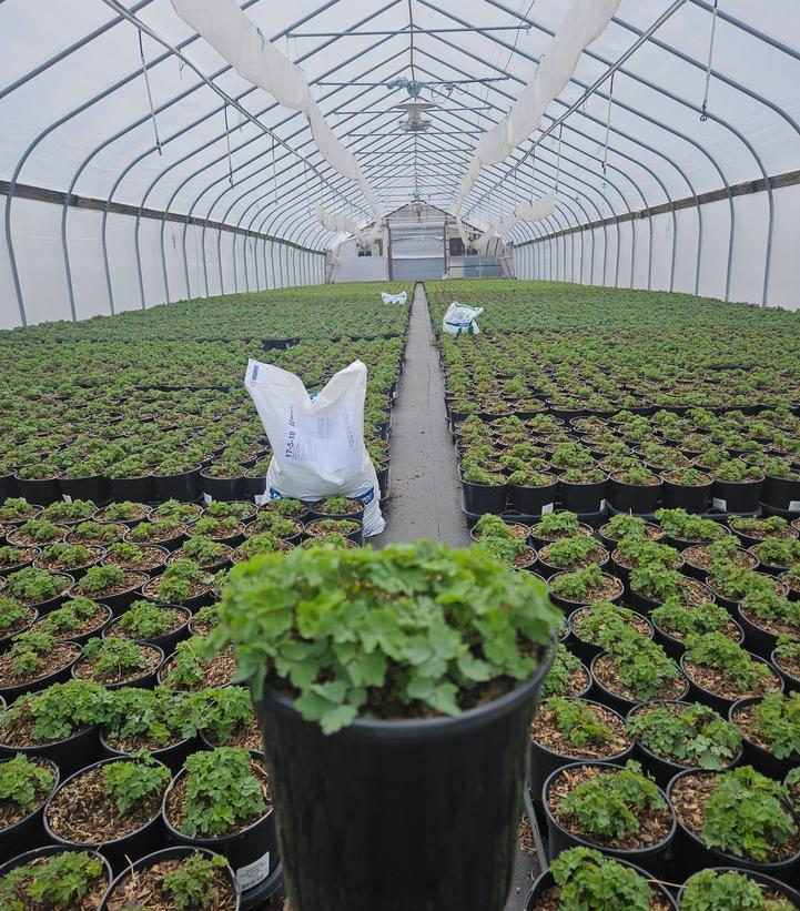 Aquilegia x Earlybird™ Red Yellow