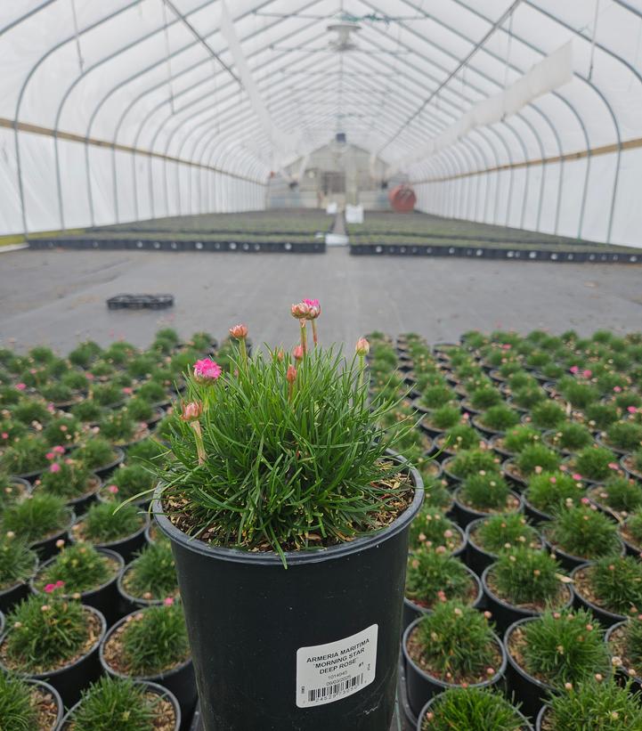 Armeria maritima 'Morning Star Deep Rose'