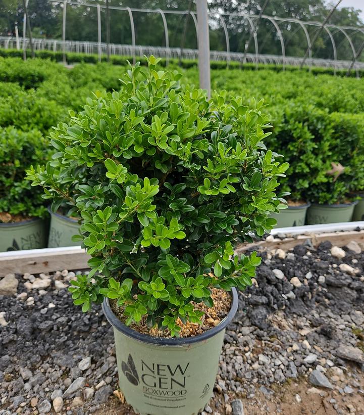 Buxus NewGen Independence®
