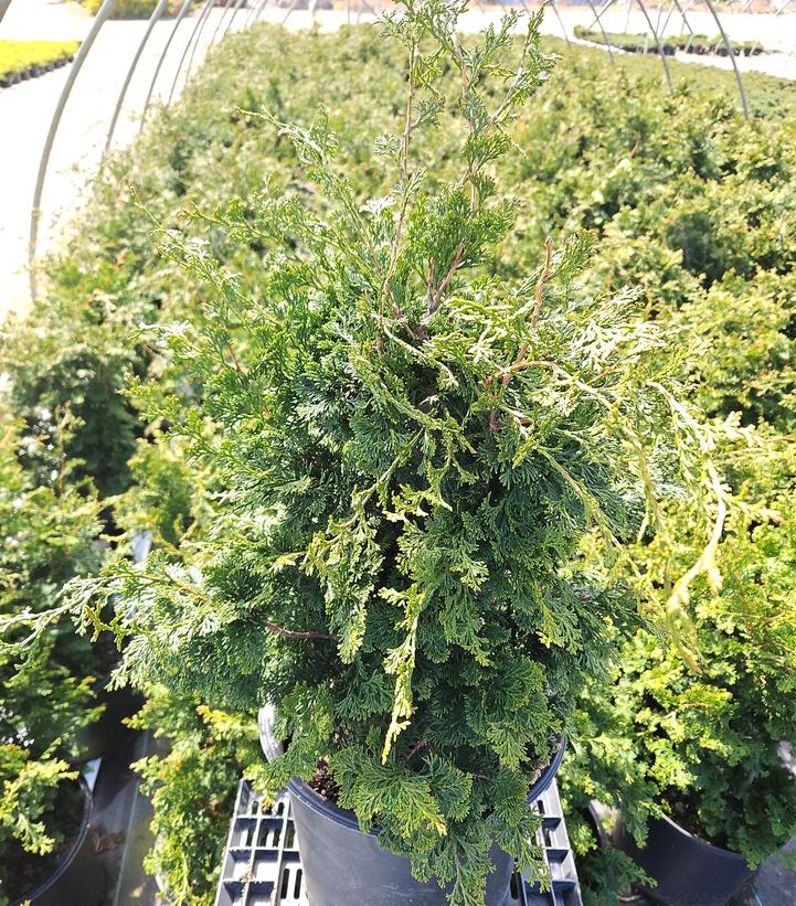 Chamaecyparis obtusa 'Wells Special'