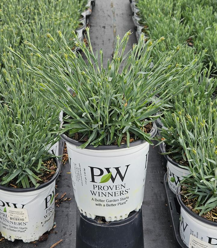 Dianthus x Fruit Punch® Funky Fuchsia